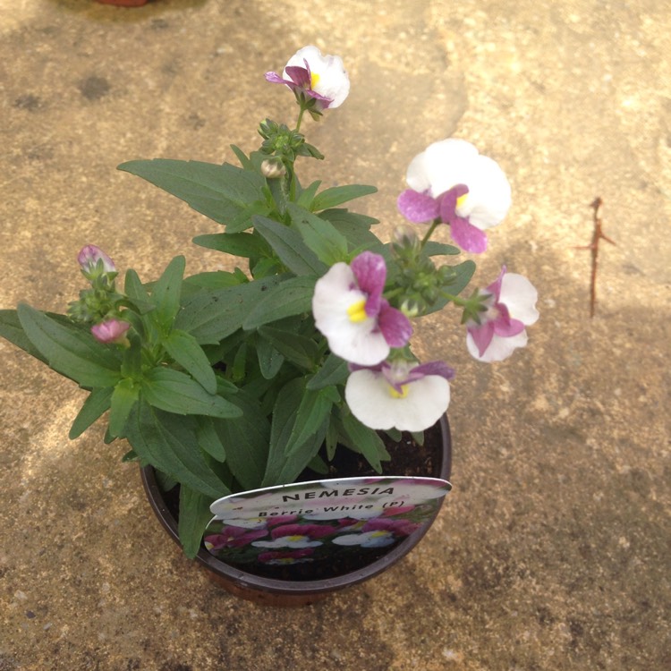 Plant image Nemesia 'Berrie White'