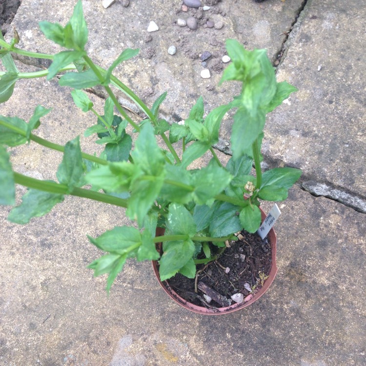 Plant image Diascia personata 'Hopleys'