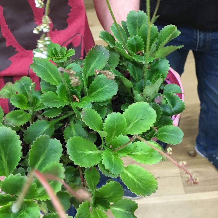 Plant image Saxifraga umbrosa 'Primuloides'