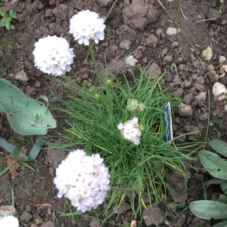 Plant image Armeria maritima 'Alba'