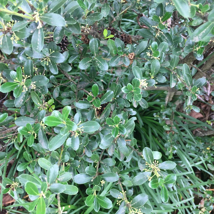 Plant image Ilex crenata 'Sky Pencil'