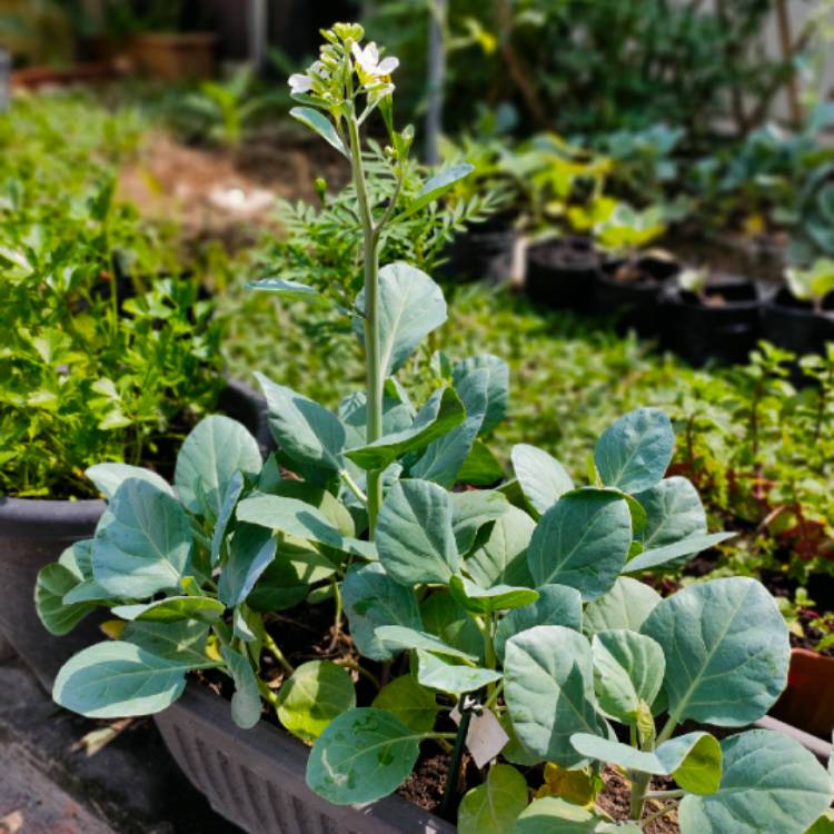 Plant image Brassica oleracea (Alboglabra Group)