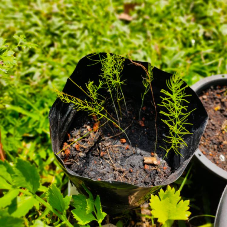 Plant image Asparagus officinalis 'Mary Washington'