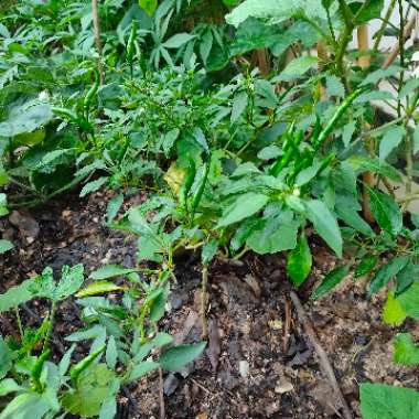 Capsicum Annuum 'Birds Eye'