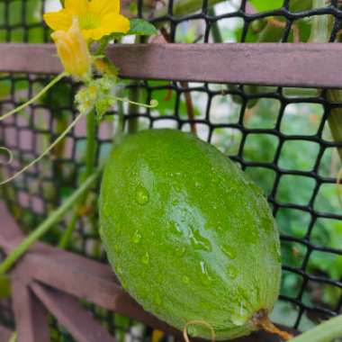 Cucumis Melo