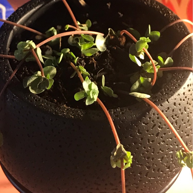 Plant image Pilea Glauca 'Silver Sprinkles' syn. Pilea libanensis 'Silver Sprinkles'