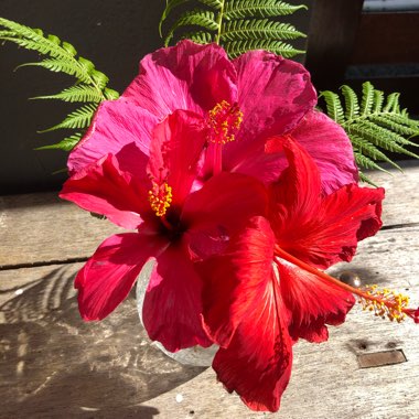 Hibiscus rosa-sinensis 'Hawaiian Skies'