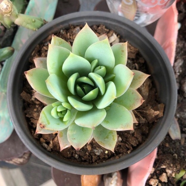 Plant image Graptopetalum Macdougallii