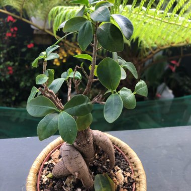 Ficus retusa (Bonsai)