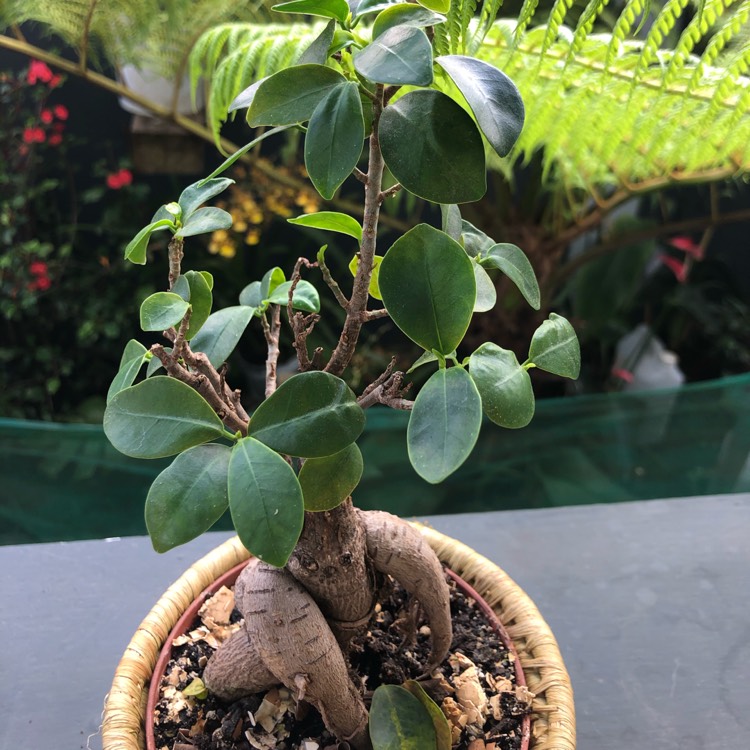 Plant image Ficus retusa (Bonsai)