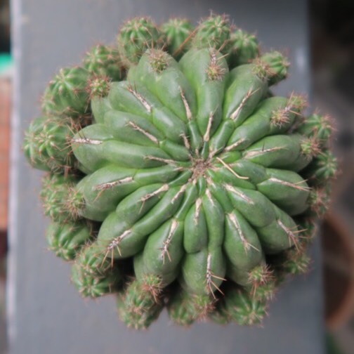 Plant image Matucana polzii