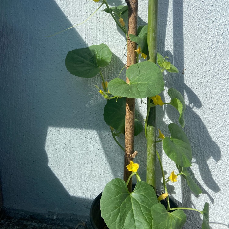 Plant image Cucumis Melo var. Inodorus