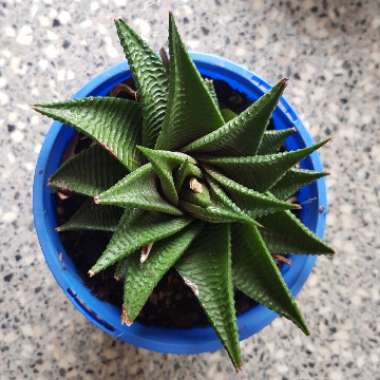 Haworthiopsis limifolia syn. Haworthia limifolia