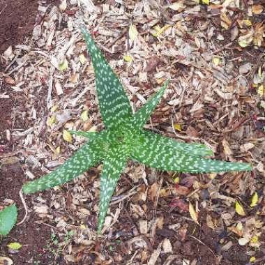 Aloe Maculata