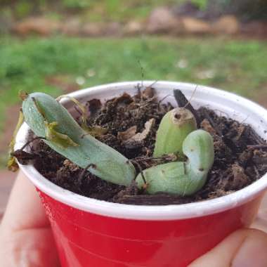 Senecio articulatus