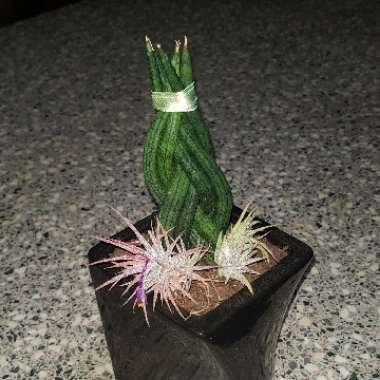 Sansevieria cylindrica