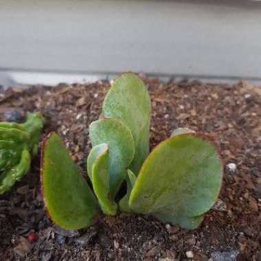 Crassula arborescens subsp. undulatifolia 'Bluebird'