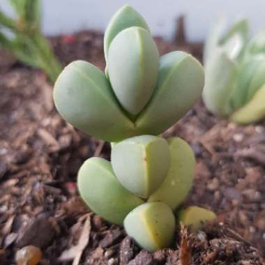 Corpuscularia lehmannii syn. Delosperma lehmannii