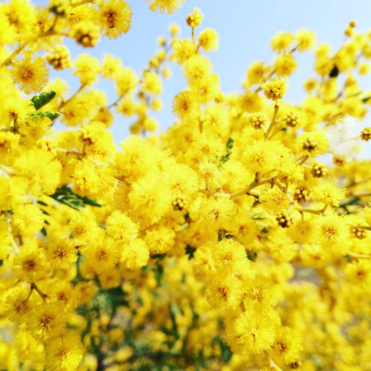 Plant image Acacia pycnantha