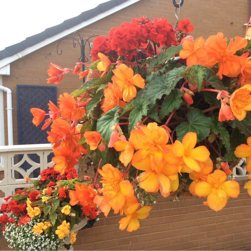 Trailing begonia 'Fragrant Falls Rose Pink'