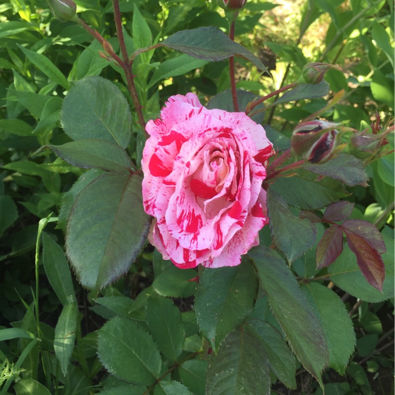 Plant image Rosa gallica 'Versicolor' syn. Rosa mundi, Rosa 'Mundi', Rosa mundi 'Versicolor'