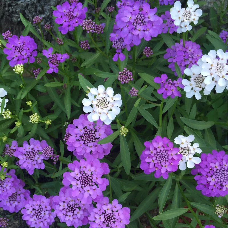 Plant image Iberis umbellata