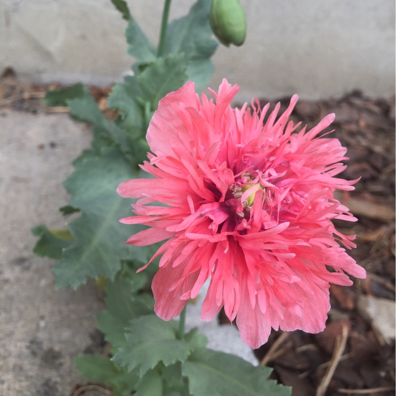 Plant image Papaver paeoniflorum 'Prom Puff'