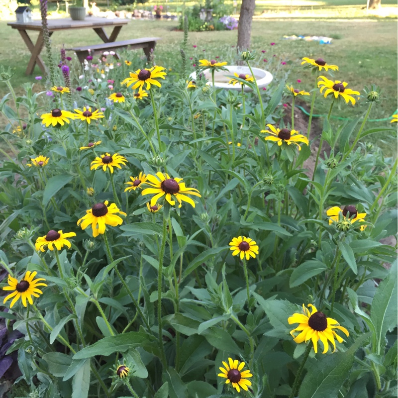 Coneflower 'Little Goldstar'