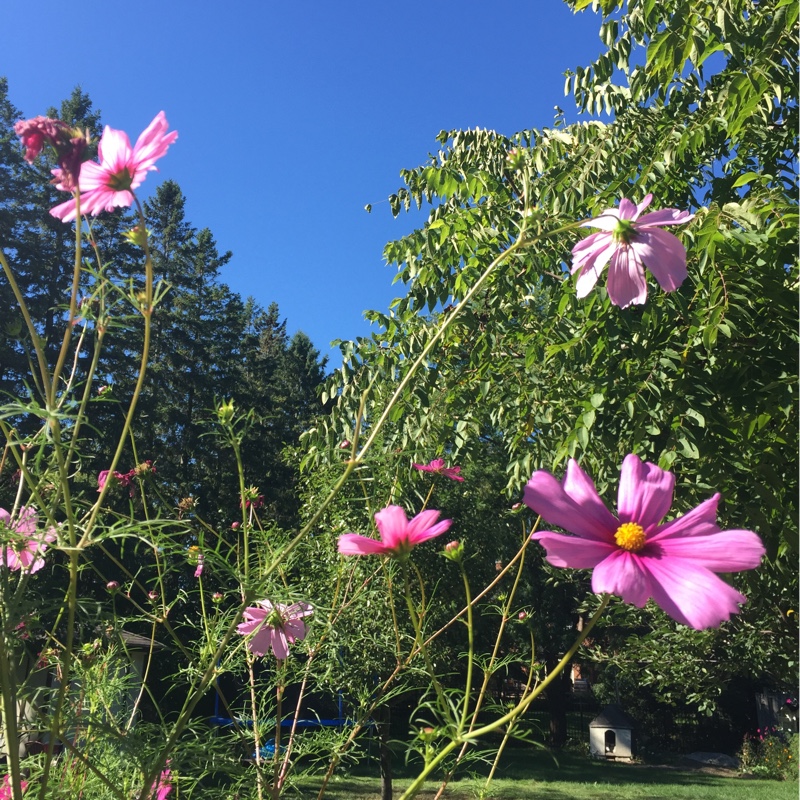 Cosmea 'Sonata Pink Blush'