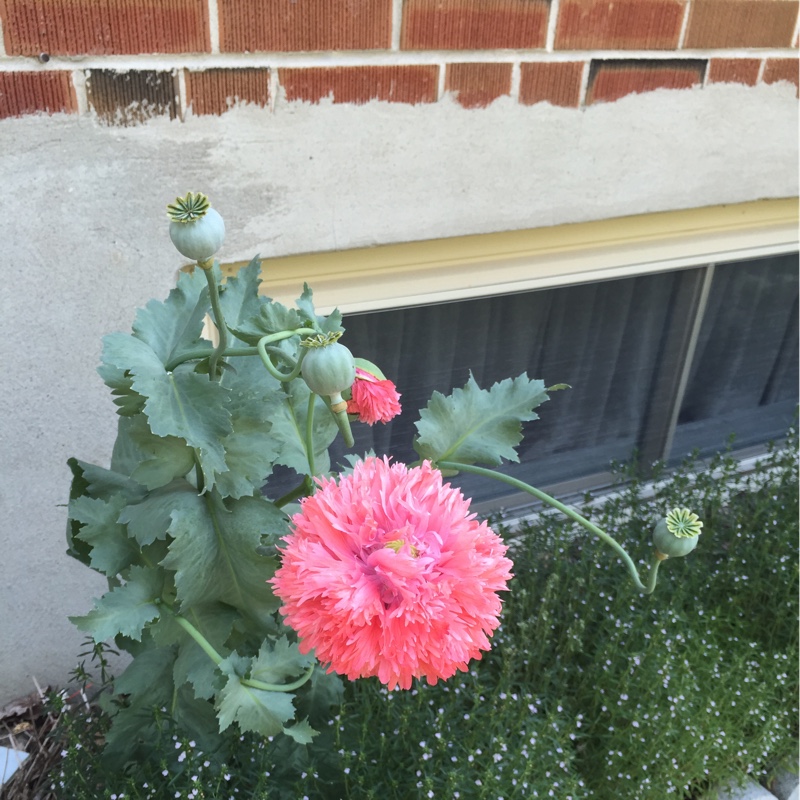 Plant image Papaver paeoniflorum 'Prom Puff'