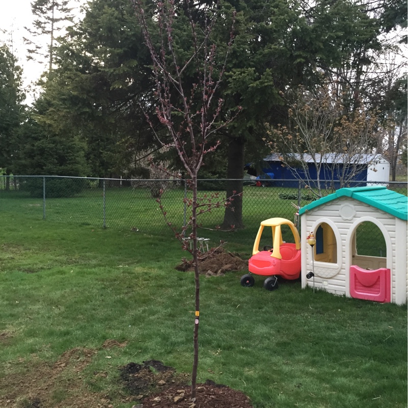 Plant image Malus 'Robinson'