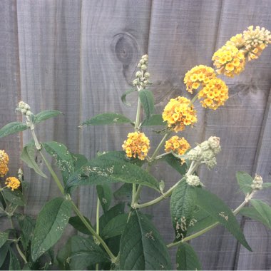 Butterfly Bush