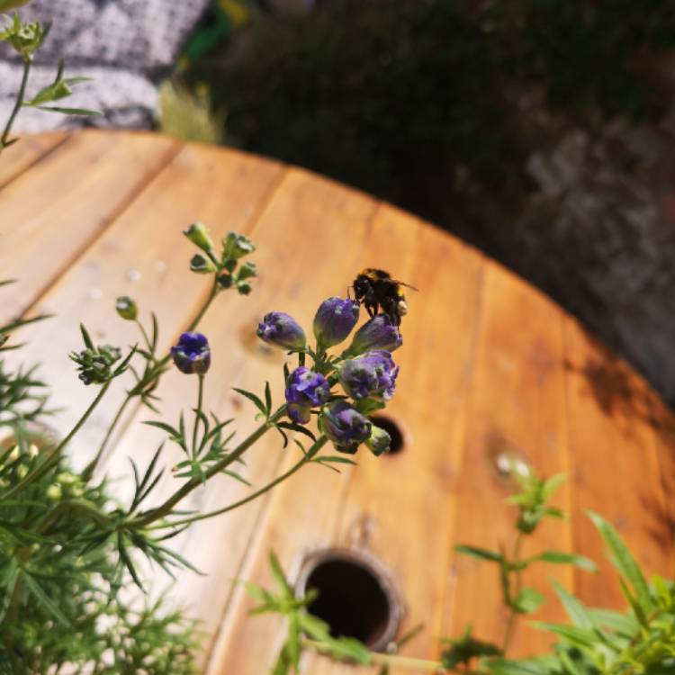 Plant image Delphinium 'Summer Nights'