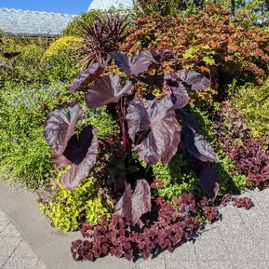 Colocasia esculenta 'Tea Cup' syn. Colocasia esculenta 'Coffee Cups'