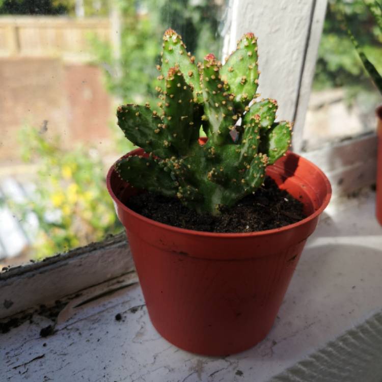 Plant image Opuntia monacantha