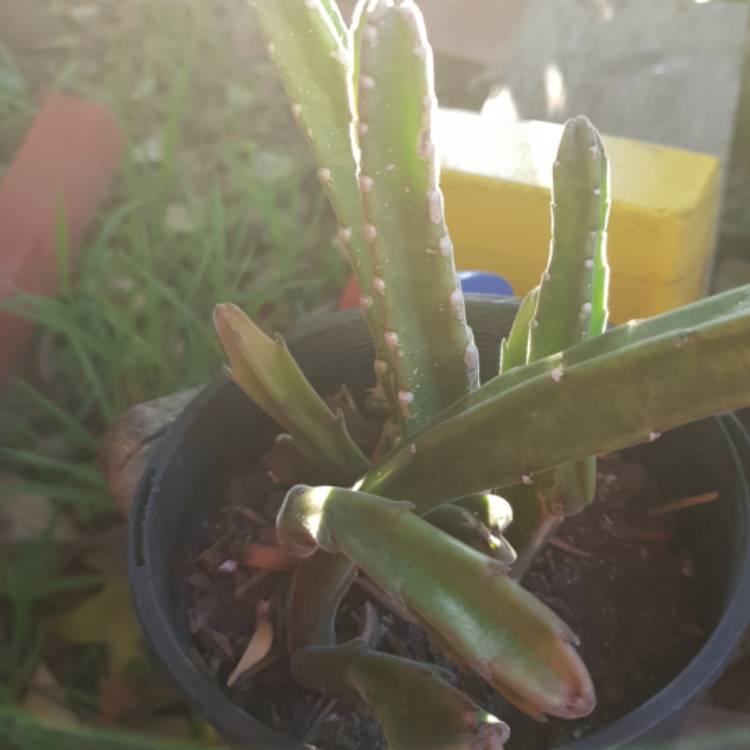 Plant image Stapelia asterias