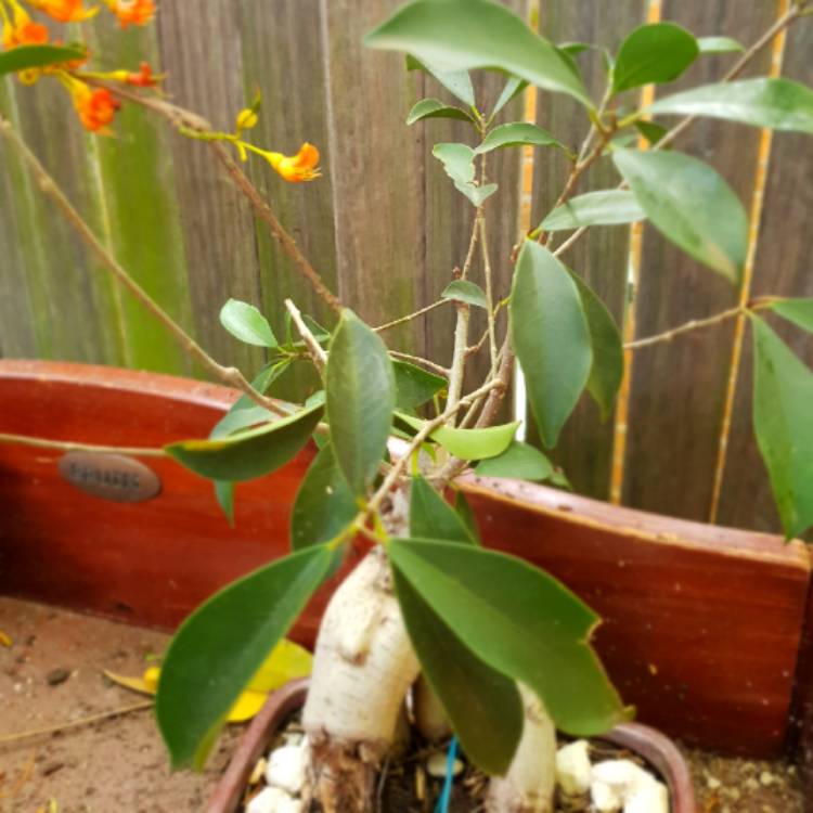 Plant image Ficus retusa (Bonsai)