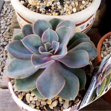 Echeveria Perle Von Nurnberg