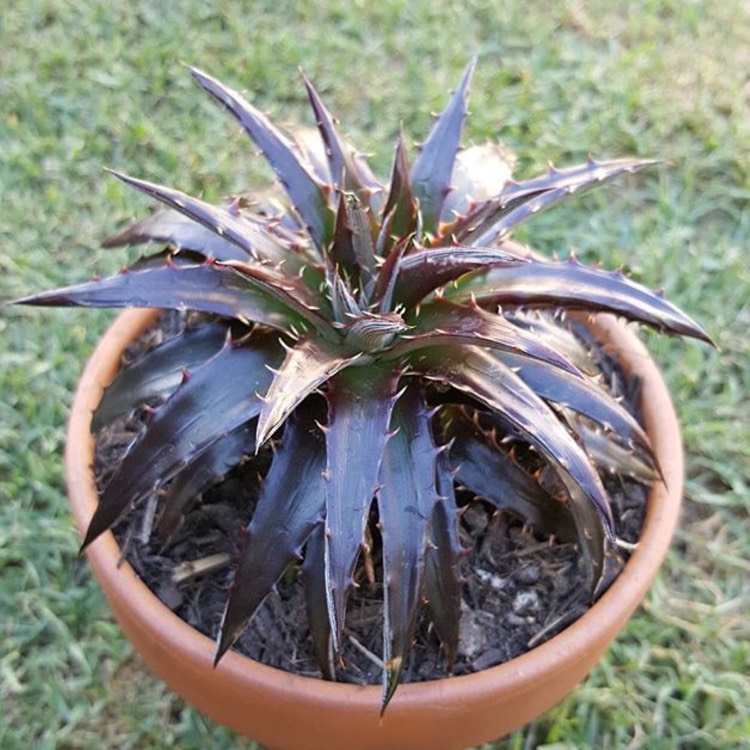 Plant image Dyckia 'Paulsen's Puzzle'