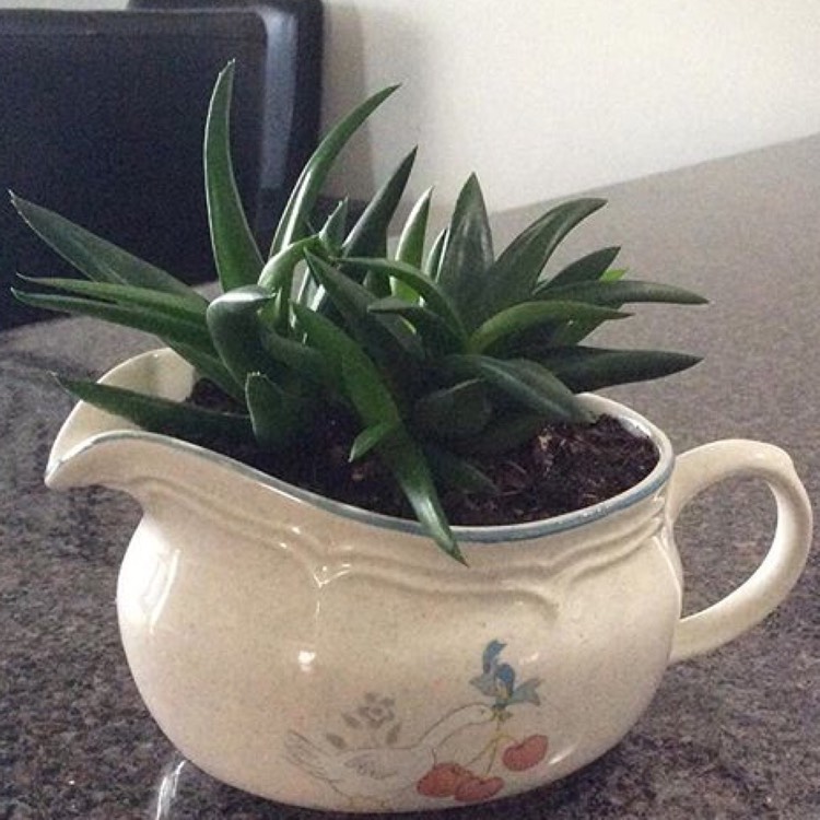 Plant image Haworthia 'Black Gem'