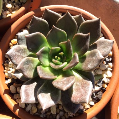 Echeveria Black Prince