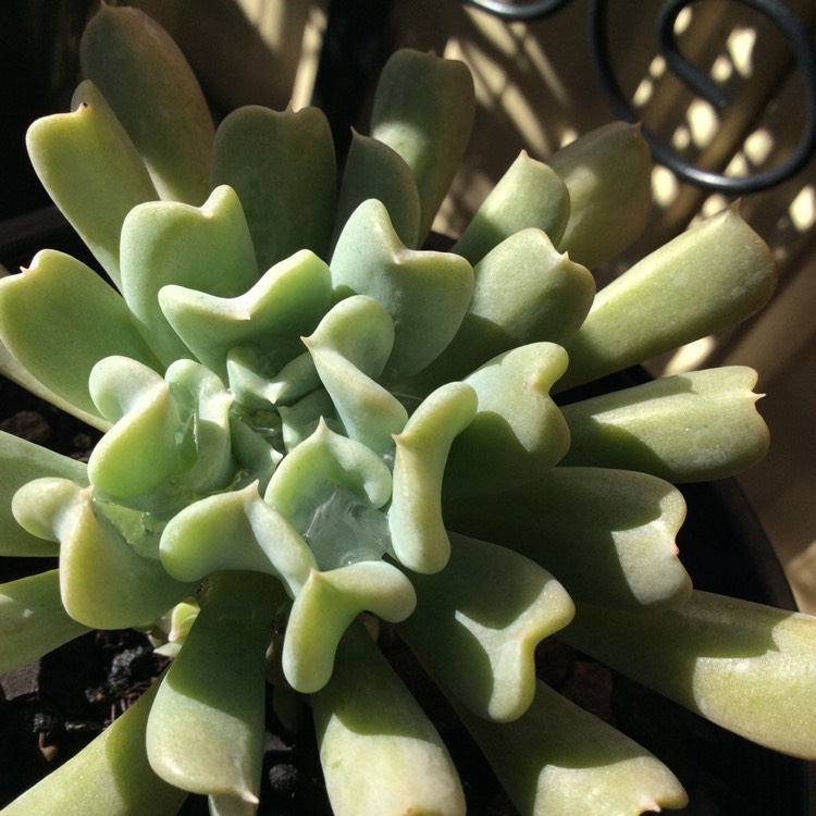 plant image 417946