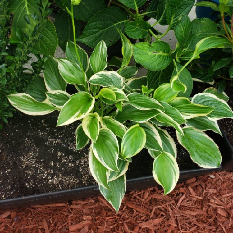 Plant image Hosta 'So Sweet'