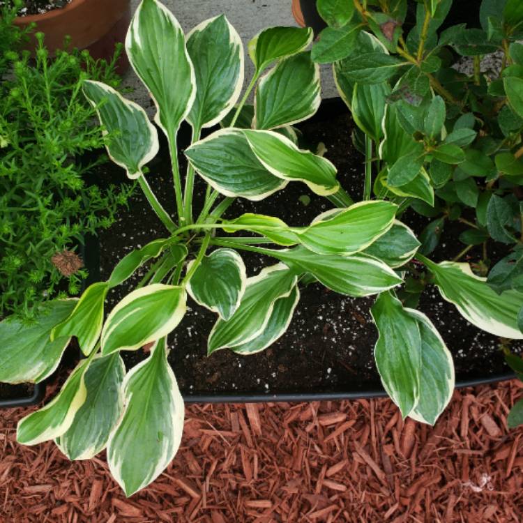 Plant image Hosta 'So Sweet'