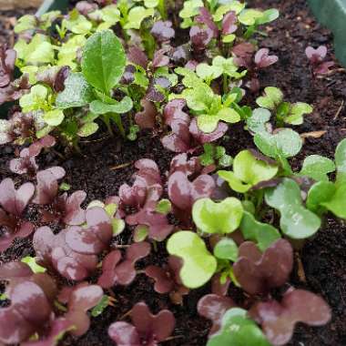 Lactuca sativa