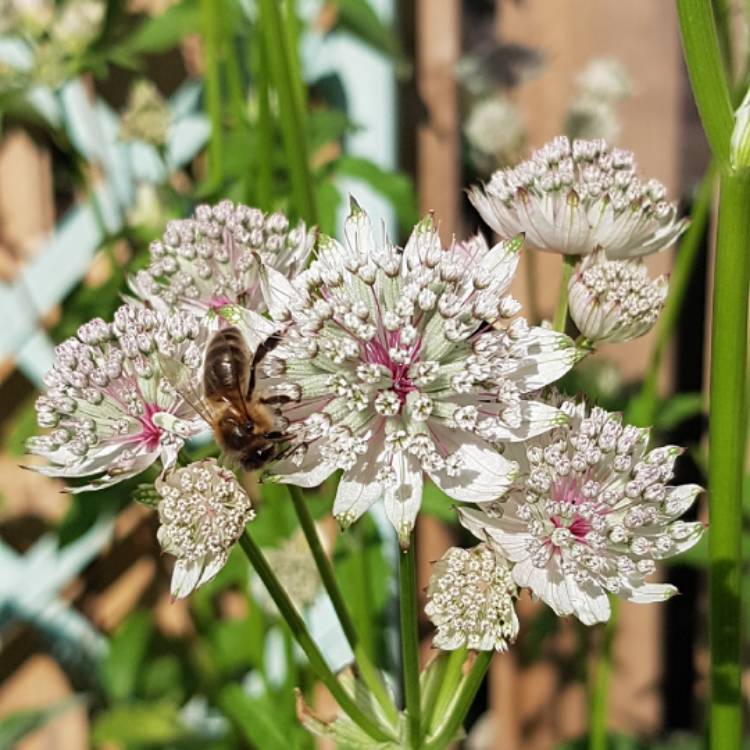 Plant image Astrantia major