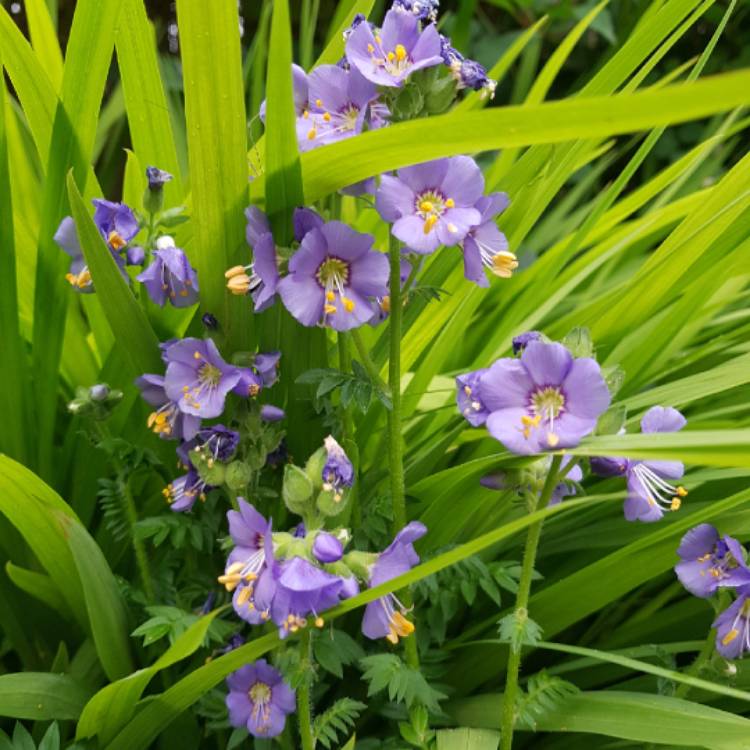 Plant image Polemonium caeruleum 'Bambino Blue'