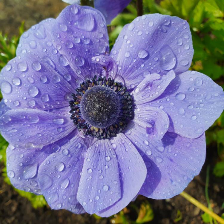 Plant image Anemone