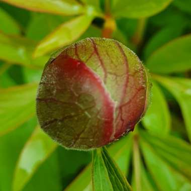 Paeonia