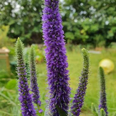 Veronica spicata 'Glory' syn. Veronica spicata 'Royal Candles'